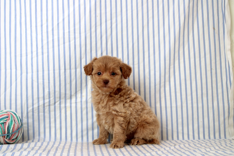 puppy, for, sale, Shi Poo, Matthew B. Stoltzfus, dog, breeder, Gap, PA, dog-breeder, puppy-for-sale, forsale, nearby, find, puppyfind, locator, puppylocator, aca